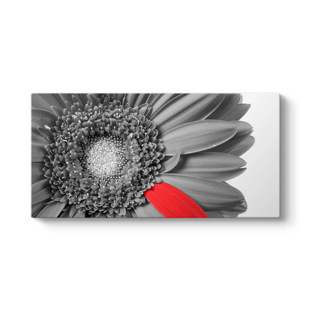 Siyah Beyaz Gerbera Tablosu - Model 5